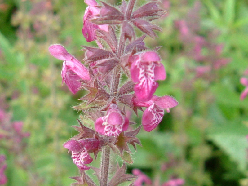 Stachys sylvatica / Erba betonica, vettonica